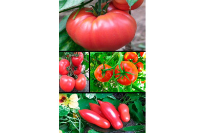 Вибір сортів томатів: ранні, врожайні та смачні