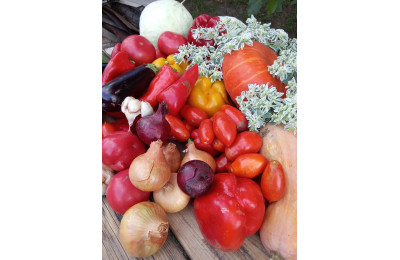 Посадковий матеріал: що це і чому він важливий