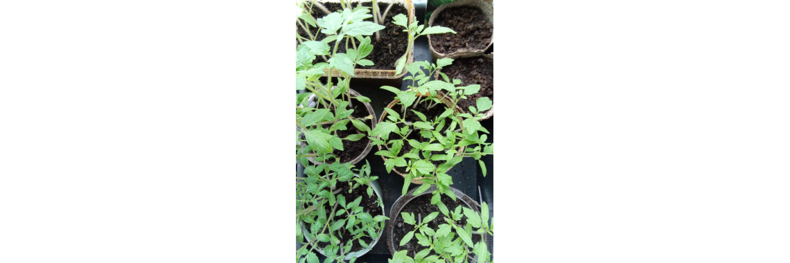 Чорна ніжка - жах садівників