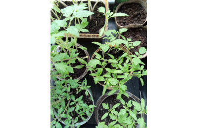 Чорна ніжка - жах садівників