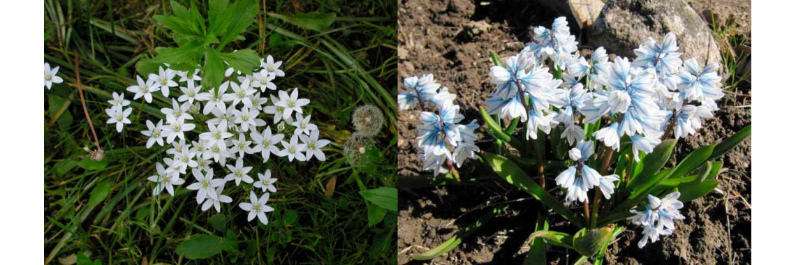 Пушкінія. Птахомлечник.