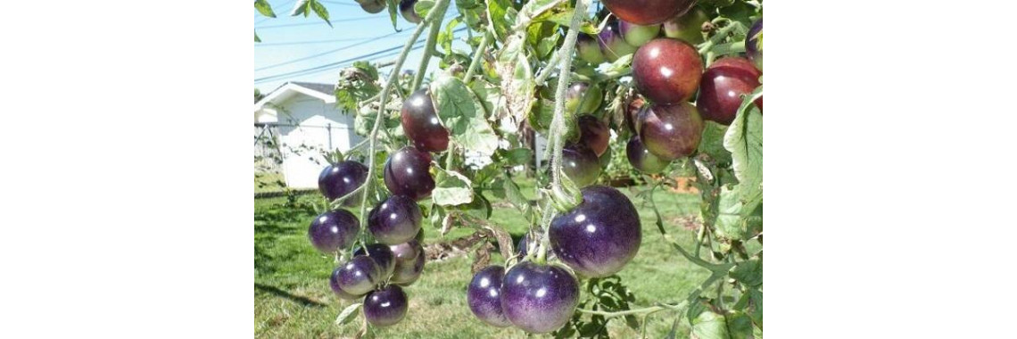 Сорт «Блево-Синій туман»