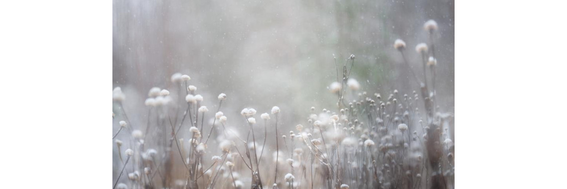 Що можна посіяти у листопаді?