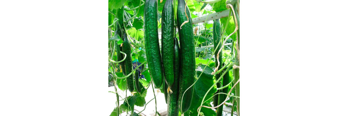 Огірок Китайське Чудо