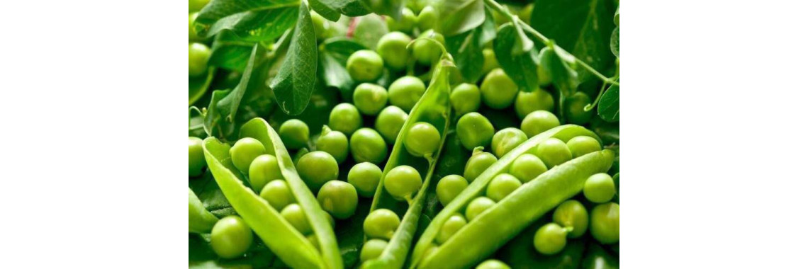 Секрети вирощування гороху