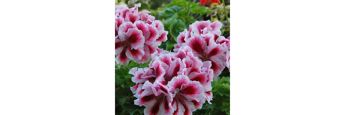 Правила цвітіння Королівської пеларгонії