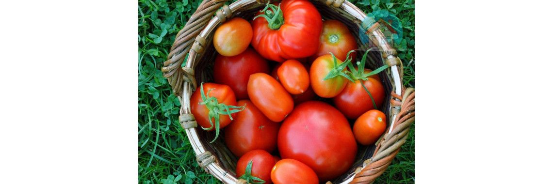 Що любить і не любить томат