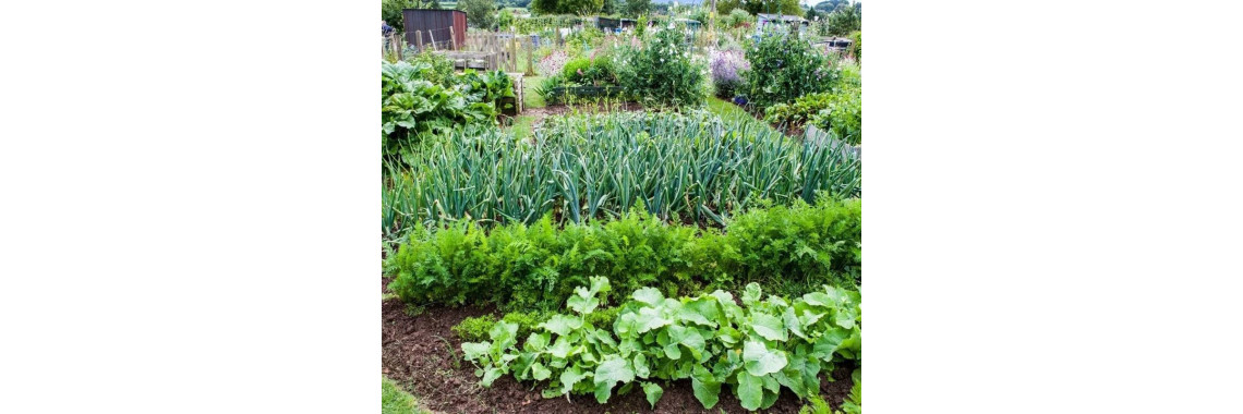 Овочі, які варто посадити поруч один з одним.