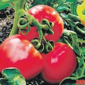 Томати середньорослі