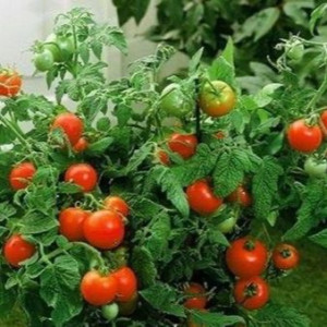 Томати низькорослі