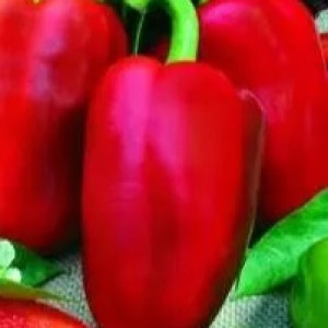 Перець солодкий