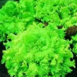 Зелені культури