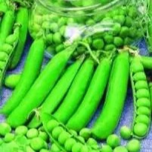 Бобові культури