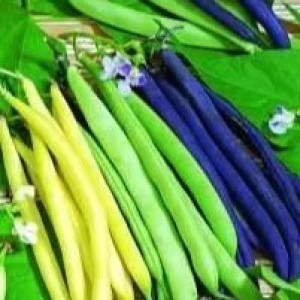 Квасоля Квасоля