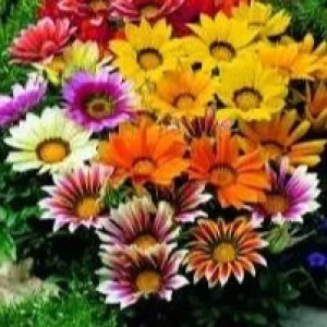 Квіти однорічні Квіти однорічні