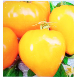 Волове серце жовте