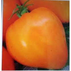 Волове серце оранжеве