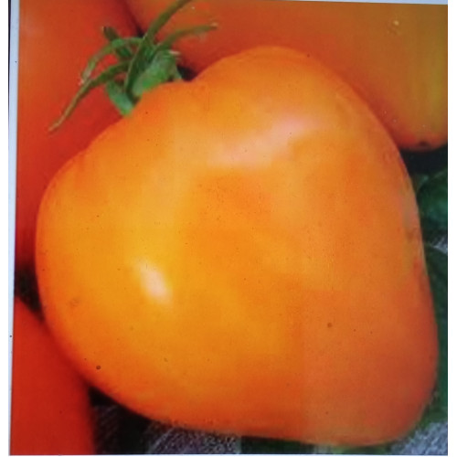 Волове серце оранжеве — насіння, Томати
