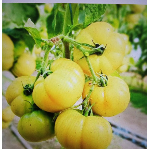 Гігант лимонний — насіння, Томати