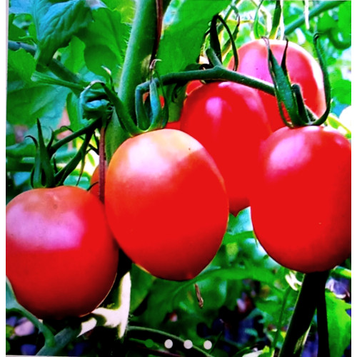 Де барао Царський — насіння, Томати