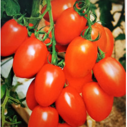 Де барао Царський червоний