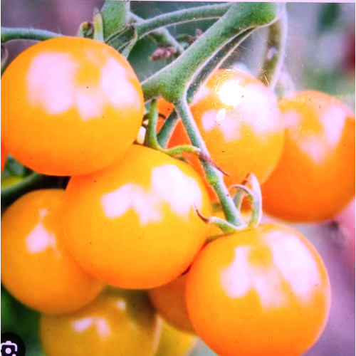 Жираф — насіння, Томати