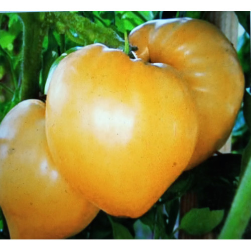 Золоте сердце — насіння, Томати