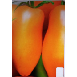 Перцевидний оранжевий