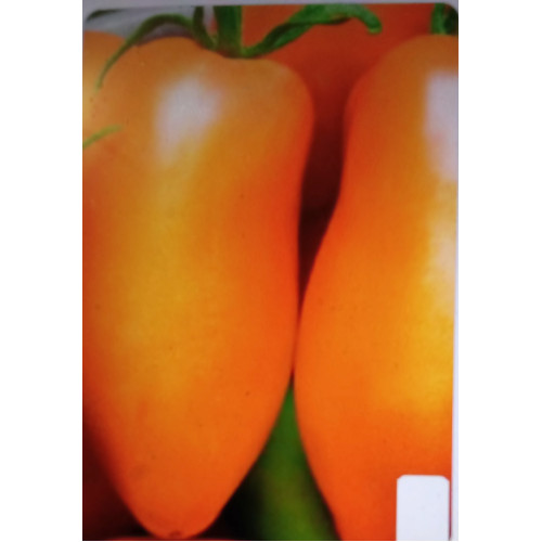 Перцевидний оранжевий — насіння, Томати