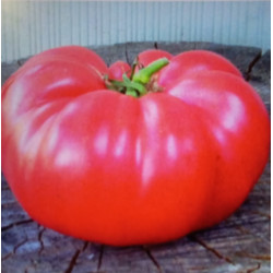 Рожевий гігант