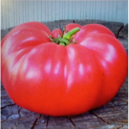 Рожевий гігант — насіння, Томати