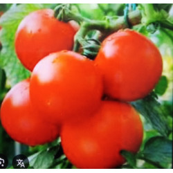 Російський розмір