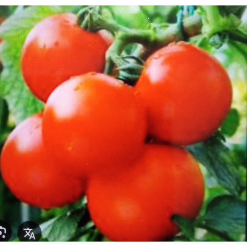 Російський розмір — насіння, Томати