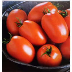 Сливка гігант (червоний)