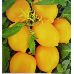 Чудо світу (лимон-ліана)