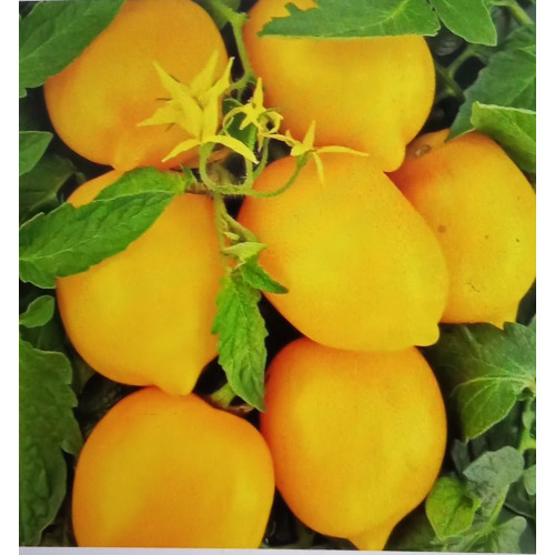 Чудо світу (лимон-ліана) — насіння, Томати