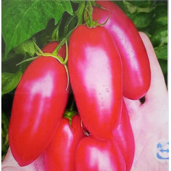 Сосулечка рожева