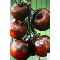 Чорний принц