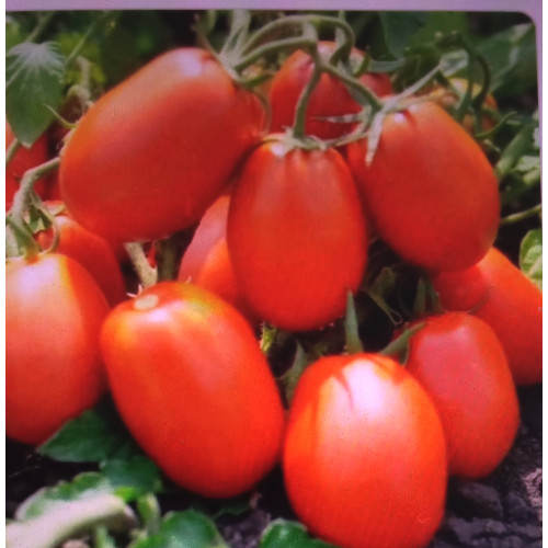 Ріо-Гранде — насіння, Томати