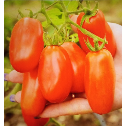 Сан-Марцано — насіння, Томати