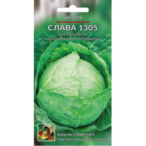 Слава1305 — насіння, Капуста