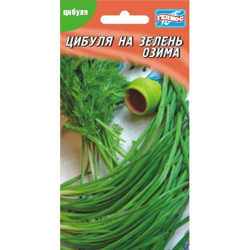 Лук на зелень озимий — насіння, Цибуля