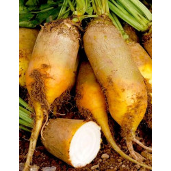 Екендорфская жовта