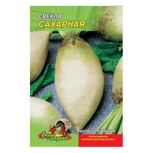 Цукрова — насіння, Буряк