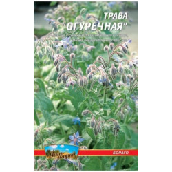 Огіркова трава Бораго