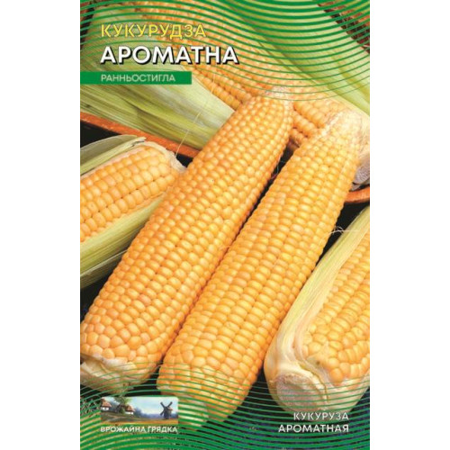 Ароматна — насіння, Кукурудза