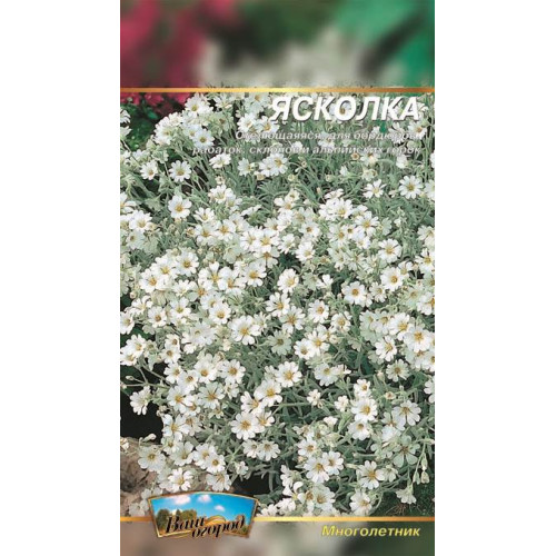 Ясколка багаторічна — насіння, Квіти