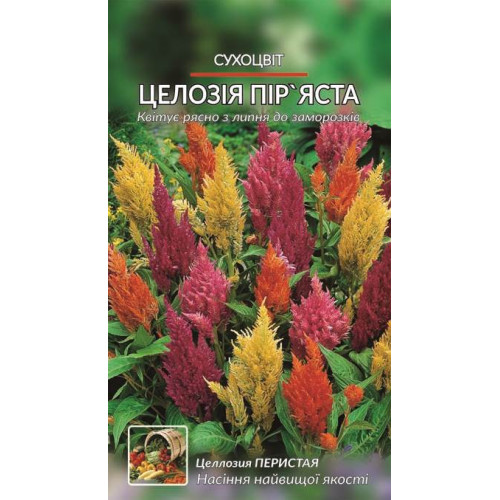 Целлозия пір'яста — насіння, Квіти