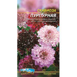 Скабіоза пурпурова