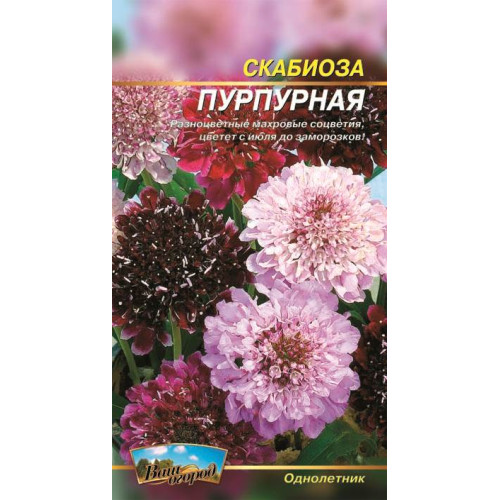 Скабіоза пурпурова — насіння, Квіти